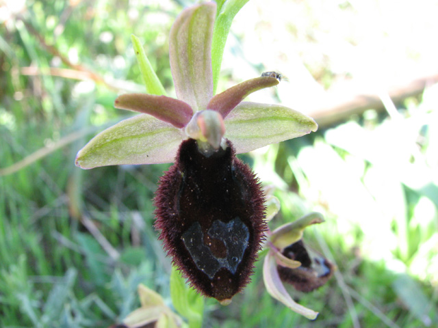 ophrys bertoloniiformis?